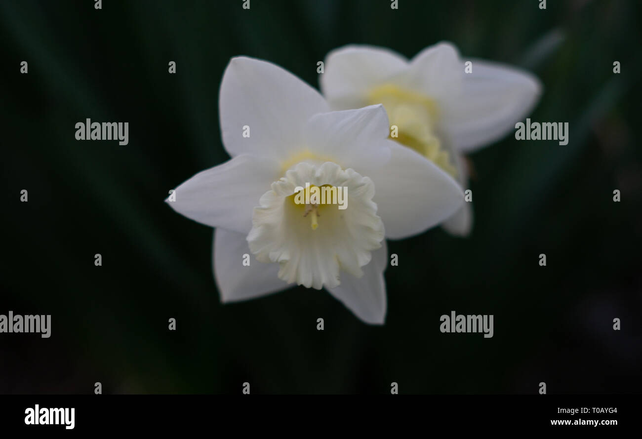 Bianco giglio di Pasqua con foglie verdi in background. Lily isolata da piante. Foto Stock