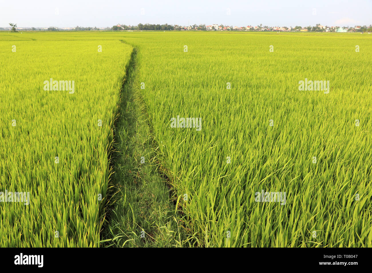 I campi di riso vicino a Hoi An - Vietnam Asia Foto Stock