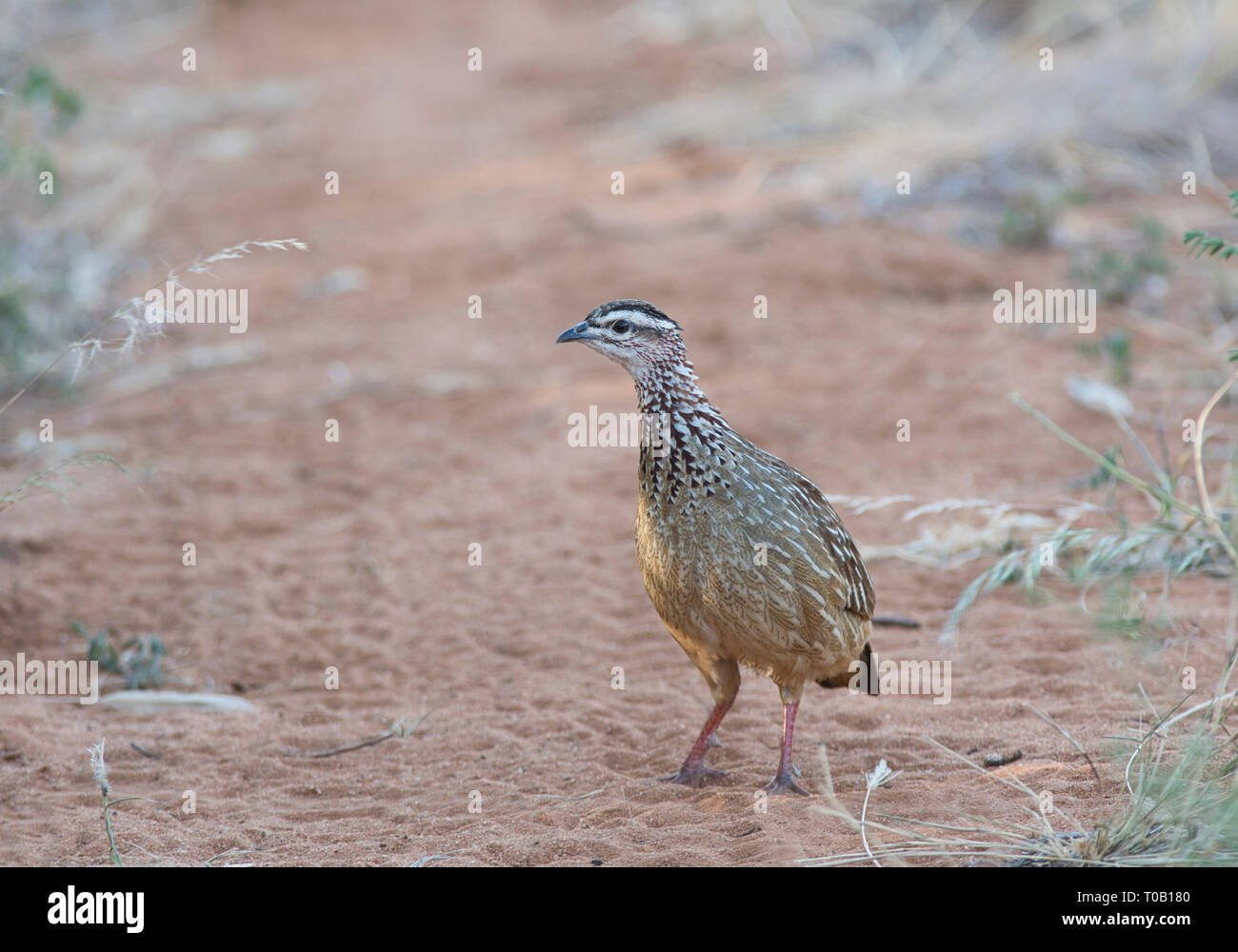 Crested francolin (Francolinus sephaena) Foto Stock