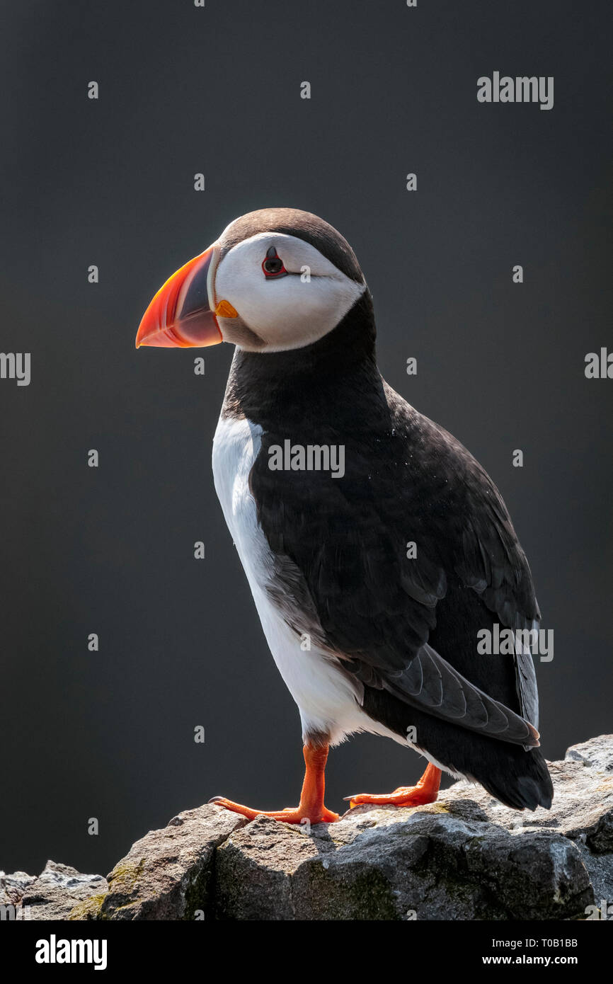 Atlantic puffin o comuni puffini, Fratercula arctica, farne Islands, Northumberland, England, Regno Unito, nel Mare del Nord Oceano Atlantico Foto Stock