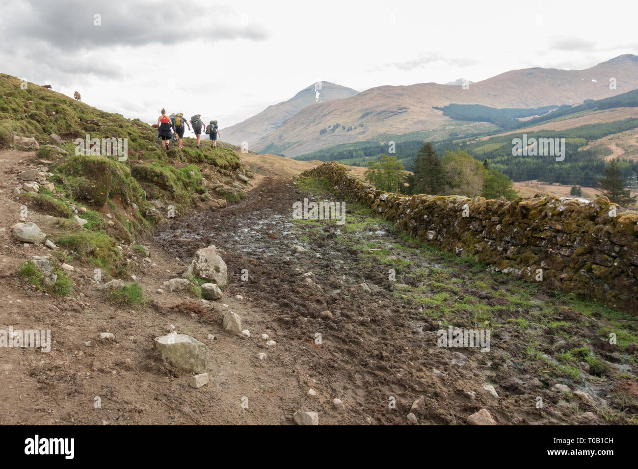 West Highland Way walkers evitando il fango e concime di vacca sul tratto di sentiero prima di Crianlarich noto come mucca pat vicolo in 2018 - reparwork ha dato che Foto Stock