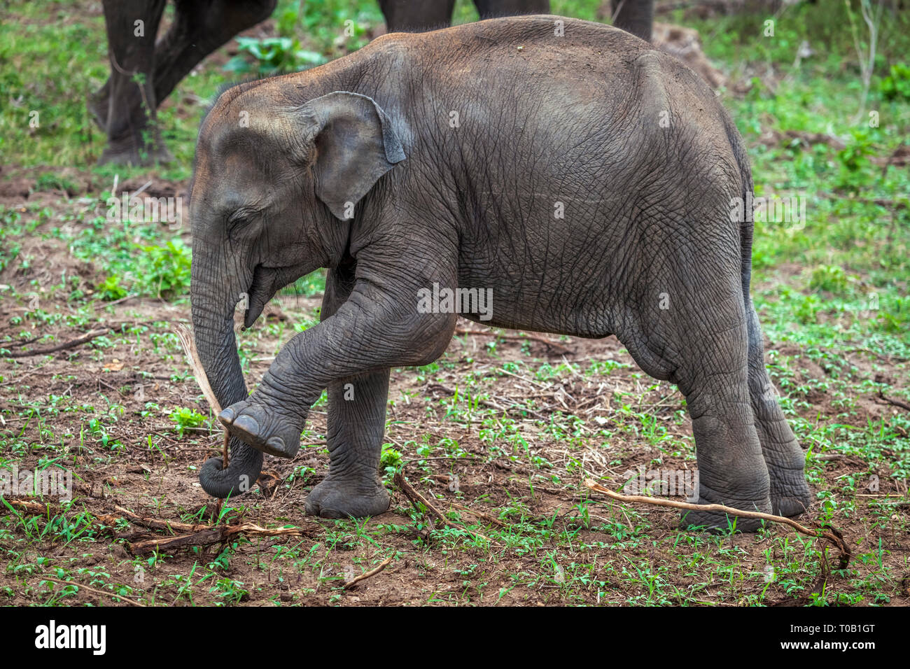 Un giovane elefante si raffredda fuori dal calore dalla copertura stessa nel fango da una piccola piscina in Udawalawe parco nazionale nella provincia meridionale di Sri Lanka. Foto Stock