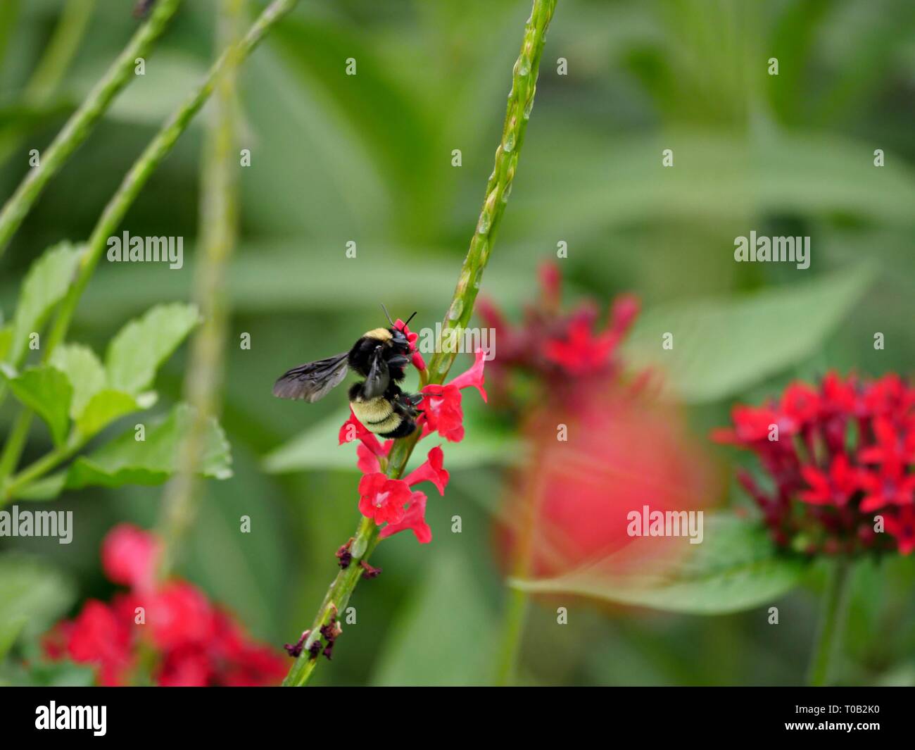 Un'ape succhia il nettare dai fiori rossi nel giardino Foto Stock