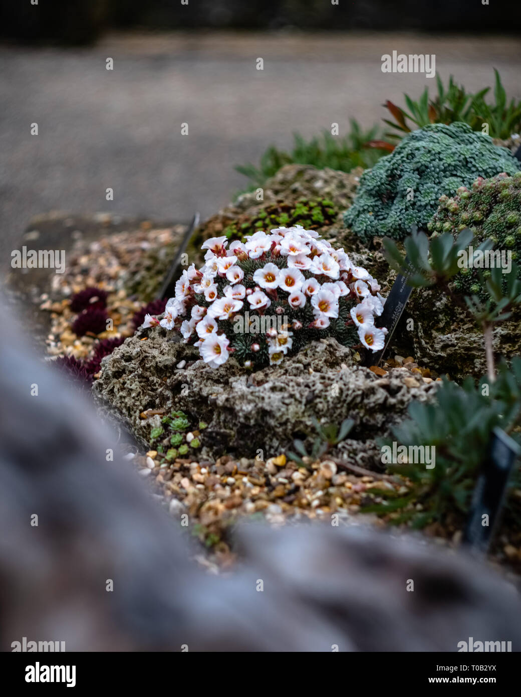 Close-up macro del muschio bianco fiori su una pietra in London Kew Gardens. Foto Stock