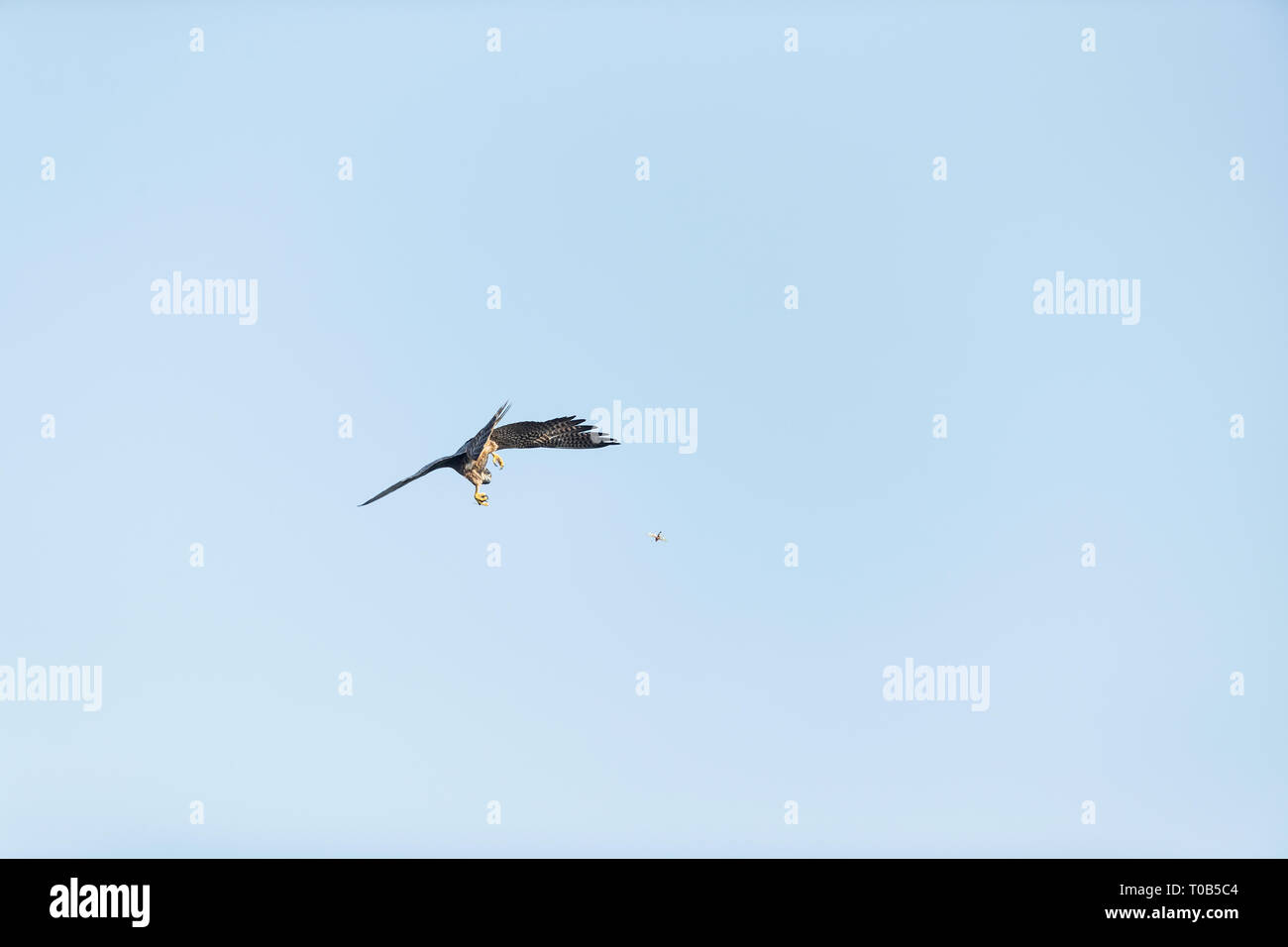 Giovane Falco Pellegrino la cattura di insetti in midair Foto Stock