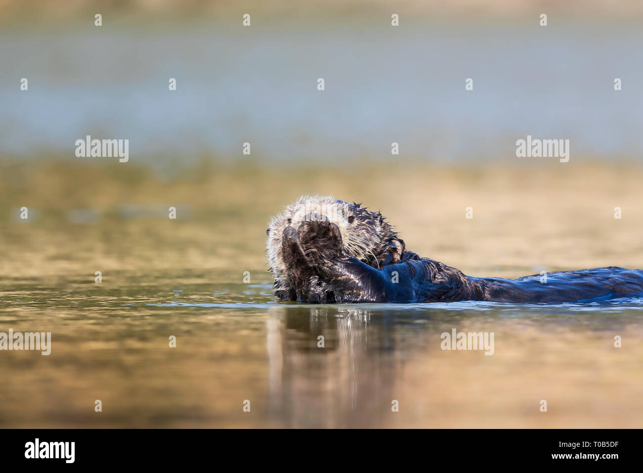 Lontra di mare che copre la bocca con le sue zampe Foto Stock