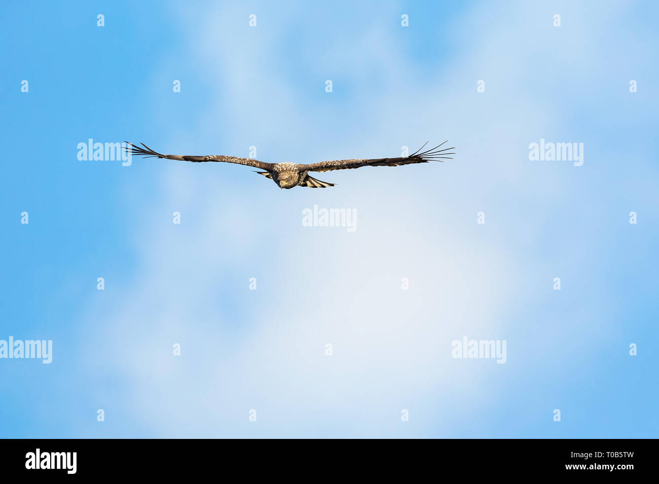 Aquila calva volare dritto con le sue ali diffusa Foto Stock