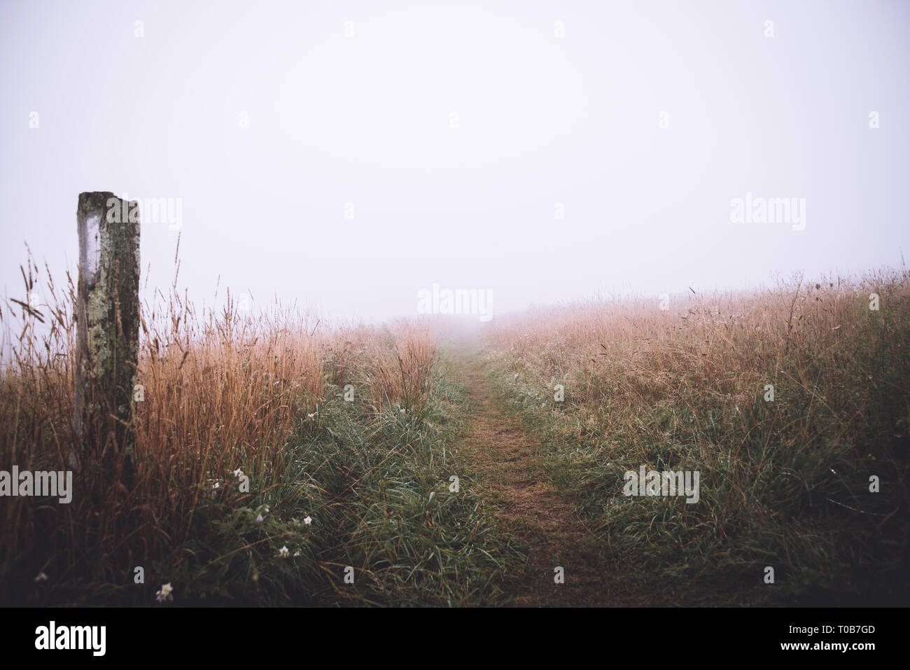 Una nebbia mattutina lungo l'Appalachian Trail in cima Max Patch, North Carolina, Stati Uniti d'America. Foto Stock