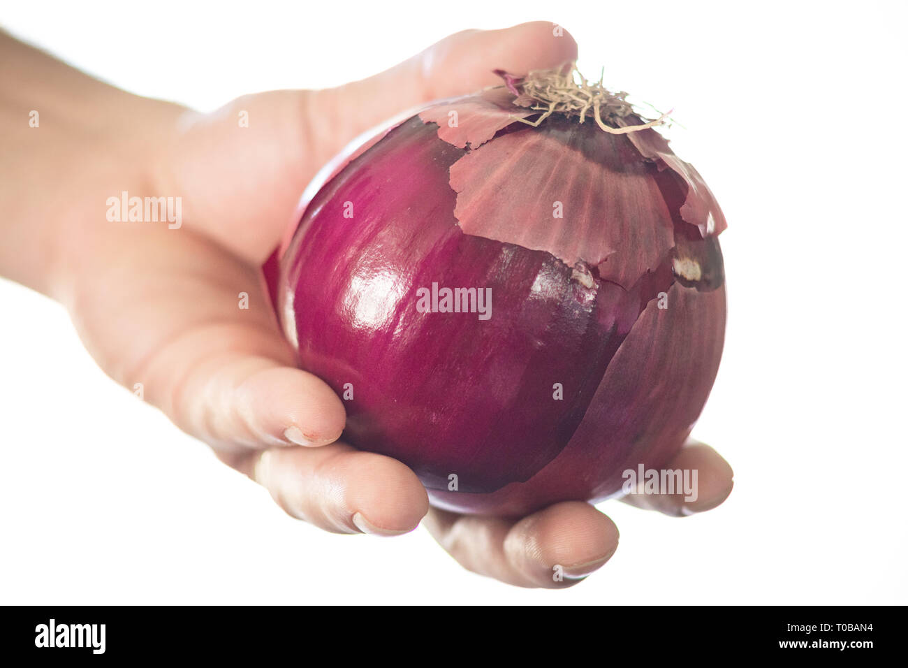 Fresco di cipolla rossa in mano; materie e deliziosi vegetali di radice per una buona salute. Foto Stock