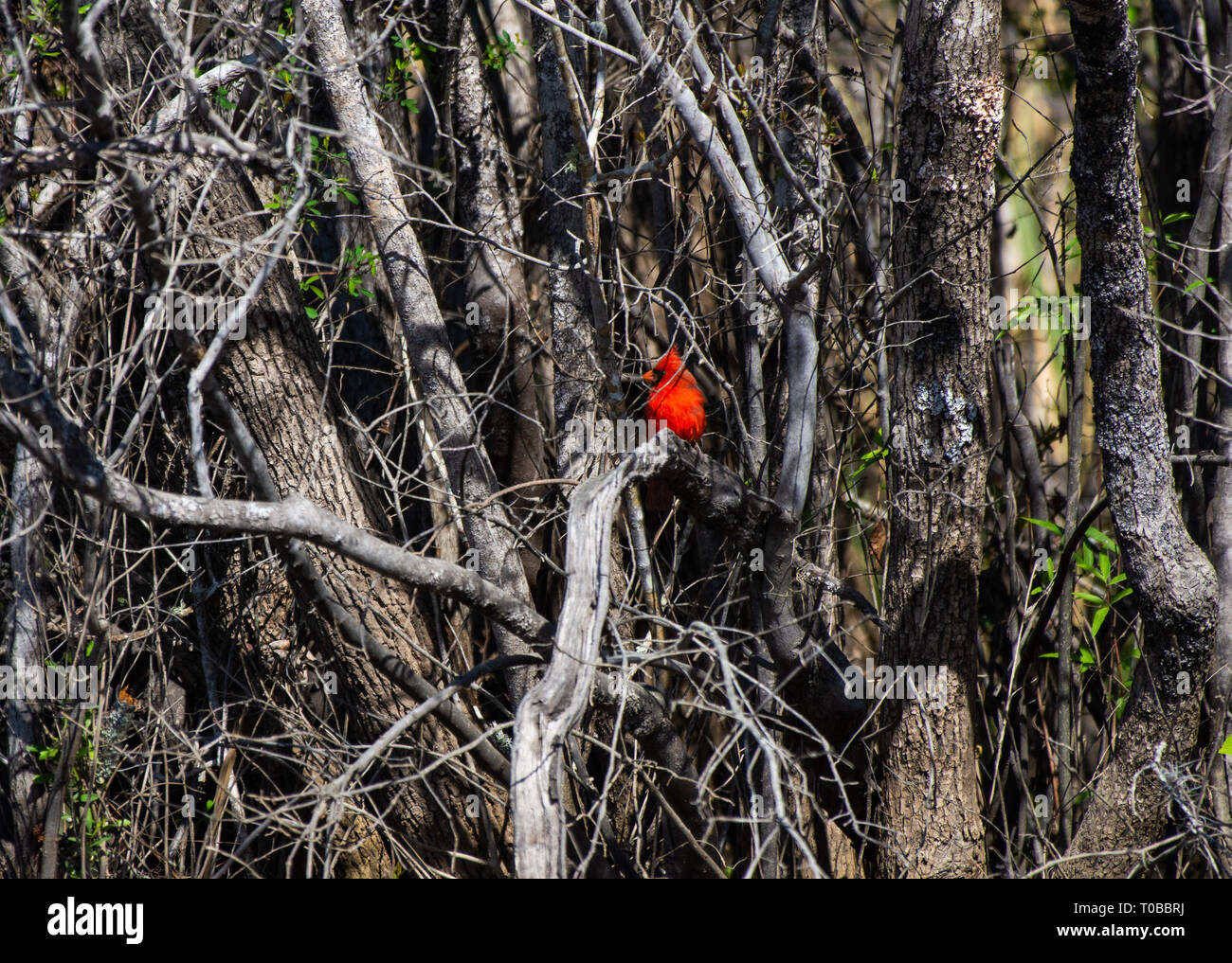 Il Cardinale seduto in un cluster di alberi Foto Stock