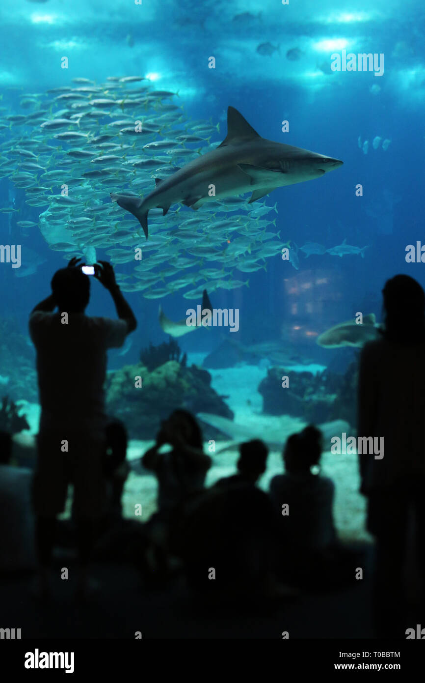 Uomo che utilizza uno smartphone per fotografare e ai bambini la visione di uno squalo a Lisbona's Oceanarium. Foto Stock