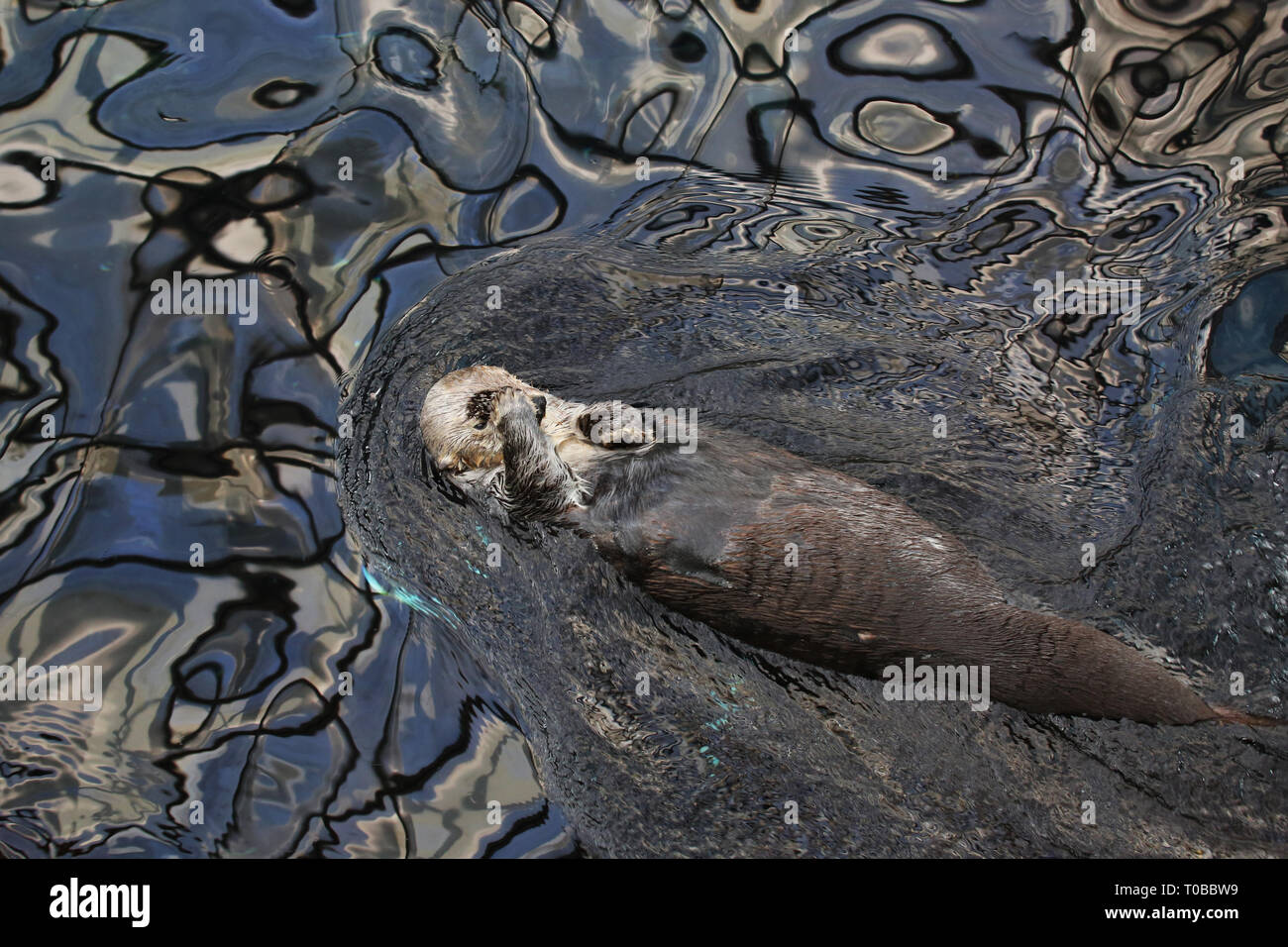 Un mare di lontra di graffiare la sua testa a Oceanário de Lisboa a Lisbona, Portogallo Foto Stock