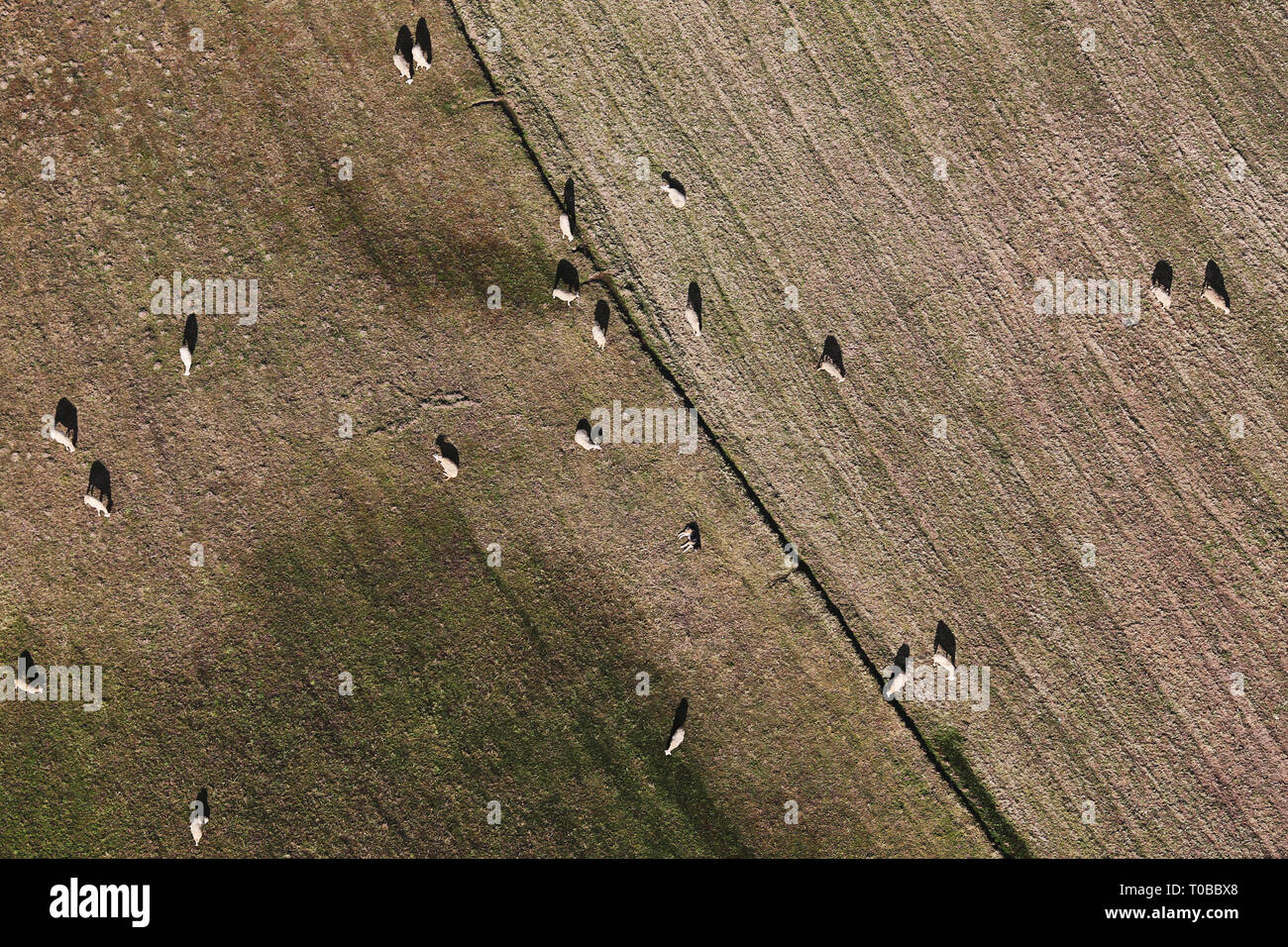Vista aerea di un gregge di pecore in Linhares da Beira, Portogallo Foto Stock