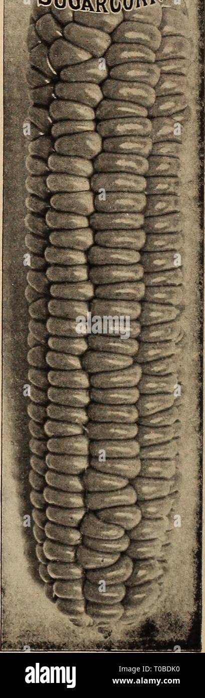 Dreer's garden prenota 1919 (1919) Dreer's garden prenota 1919 dreersgardenbook1919henr Anno: 1919 CULTURA.-sementi delle varietà di dolci tende a decomporsi se piantati in ambienti umidi o in massa a freddo. Ma se abbiamo un inizio periodo caldo in primavera si può pagare per prendere qualche rischio, come spesso le piante, quando una volta, lesioni di fuga dal gelo. Impianto in colline 3 piedi oltre ogni modo, coprendo la metà circa un pollice e sottile fuori di tre impianti di una collina, o impianto in righe 4 piedi di distanza, e riposare 12 pollici al di là delle righe. Per impianto di successione ogni due settimane fino a luglio 15. SIVEET mais da PARCEI. Pubblicare i prezzi di cui al presente Foto Stock