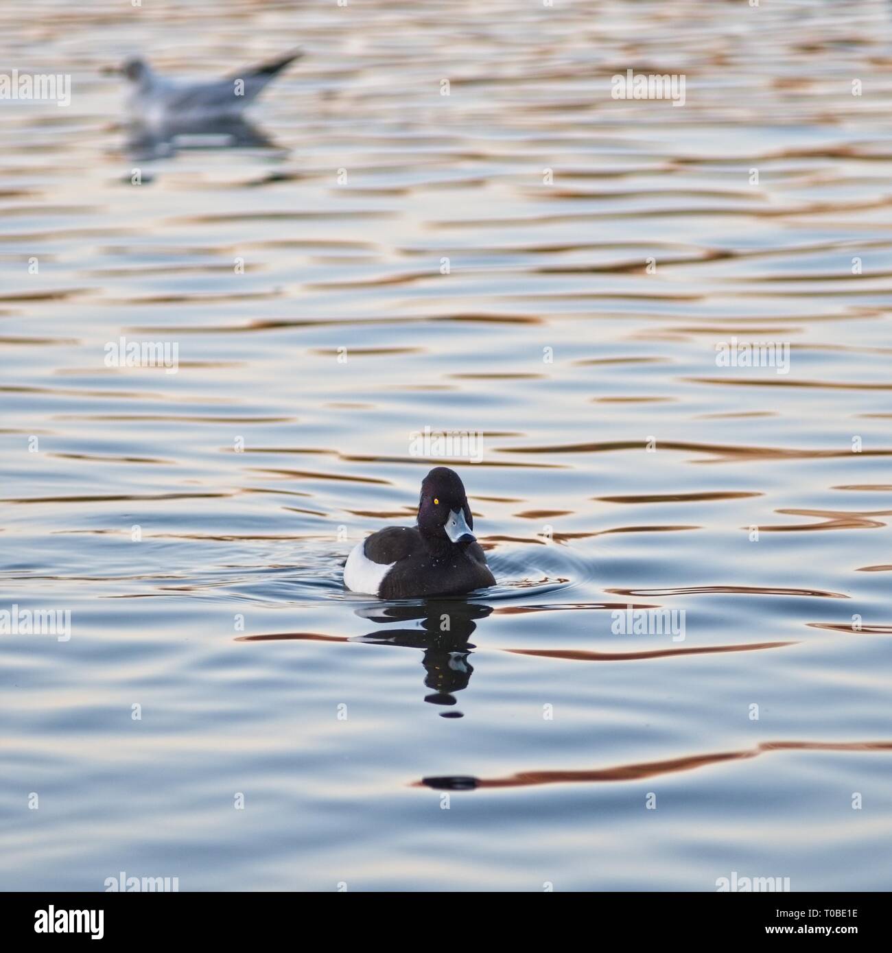 London, Regno Unito: Golden Eye duck sul lago in Hyde Park. Foto Stock