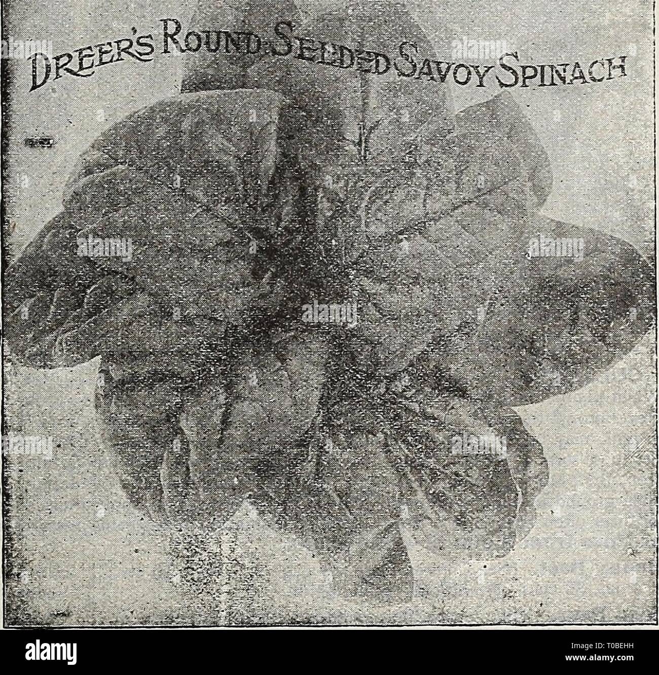 Dreer's garden prenota 1919 (1919) Dreer's garden prenota 1919 dreersgardenbook1919henr Anno: 1919 llEHRTADREERfflllADELPHIA-IA-WK^WB^^ViOETABLE semi 41 Espinard, Y-9. Gli spinaci Espinaca,Sv. Uno oncia per 100 piedi di trapano; 10 a 12 libbre in trapani per un acro cultura âSpinach è un importante mercato del giardino, prodotto di facile cultura. Per la primavera e l'estate utilizzare seminare in Trapani 1 piedi e oltre 1 pollice profondo, come presto come il suolo può essere lavorato e ogni due settimane per una successione. Per l'inverno e primavera utilizzare seminare nel mese di settembre in ben concimato massa; coprire con paglia sull'approccio ot gravi weathe freddo Foto Stock