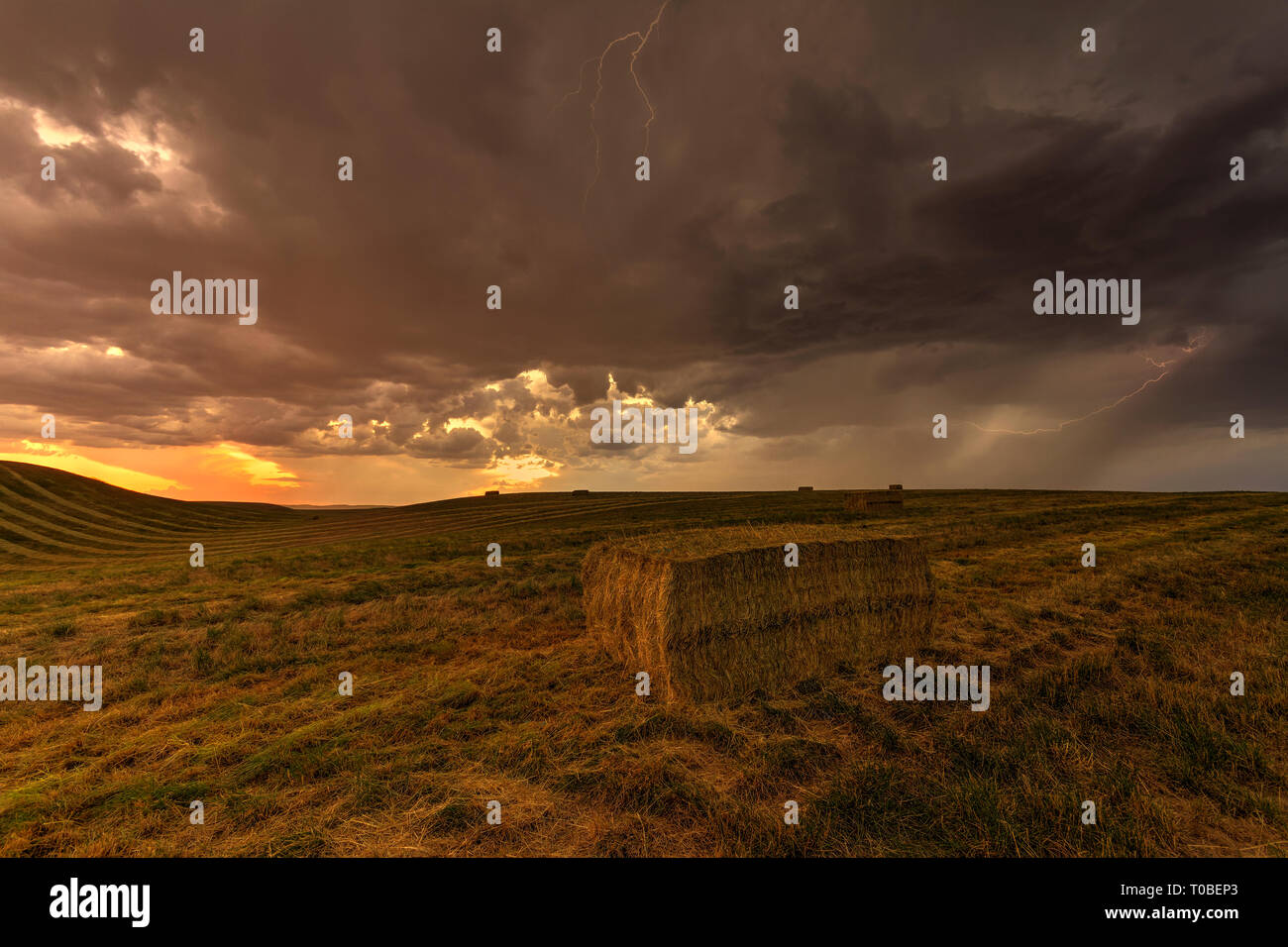 Tempesta estiva con illuminazione e nuvole scure coprono un campo di balle di fieno. Foto Stock