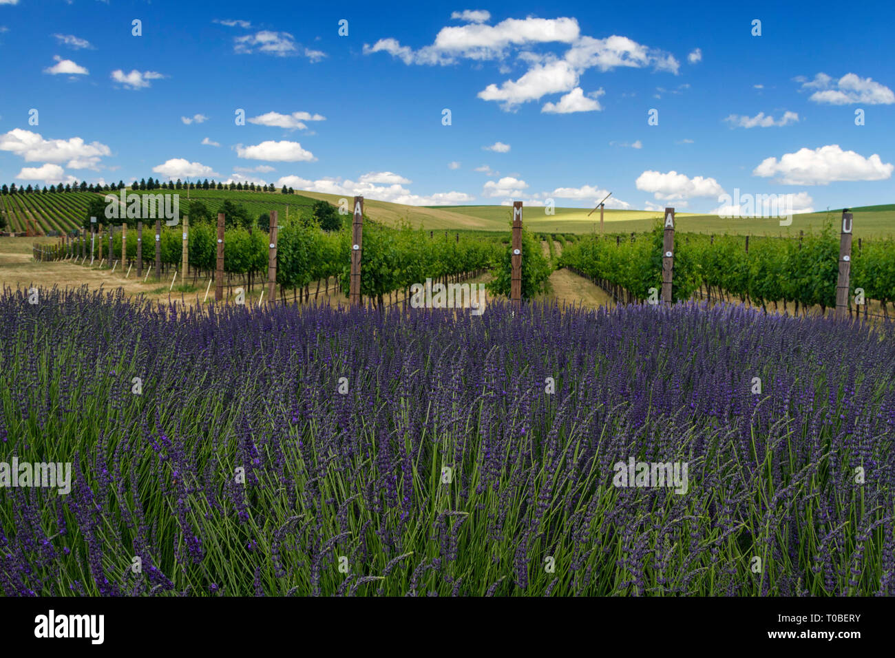 Dolci colline, lavanda e vigneti. È questo l'Italia si chiede, vicino, è Walla Walla Washington. Mentre uccidono qualche tempo in Walla Walla, in attesa fo Foto Stock