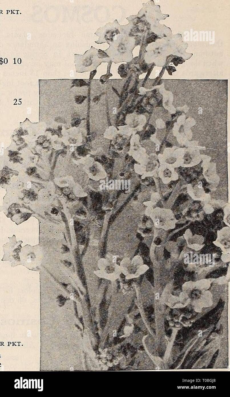 Dreer's garden prenota 1932 (1932) Dreer's garden prenota 1932 dreersgardenbook1932henr Anno: 1932 affidabile semi di fiori/ CynOgloSSUm (Cinese dimenticare-me-non) PER PKT 2148 Amabile blu. Un annuale recentemente introdotto dalla Cina; della cultura più semplice, formando Piante robuste da 18 a 24 pollici ad alta e la produzione attraverso i mesi estivi spruzzi di colore blu intenso dimenticare-me-non-come i fiori delicatamente profumati dolci. Una splendida aggiunta al compara- creditore è a conoscenza dei costi a breve elenco di veri fiori blu. J oz., 40 cts $0 10 2149 Amabile rosa (nuovo). In crescita e aspetto generale questo re- sembles il Cynoglossum blu, o Foto Stock