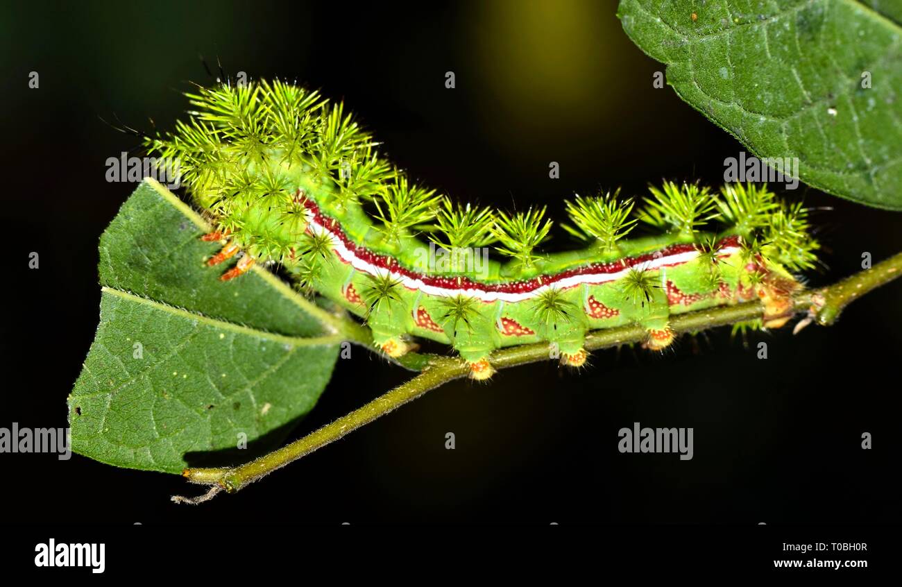Un singolo IO caterpillar alimentazione su una foglia d'albero nel tardo pomeriggio a Houston, TX. Essi possono dare un pacato-pungiglione velenoso. Foto Stock
