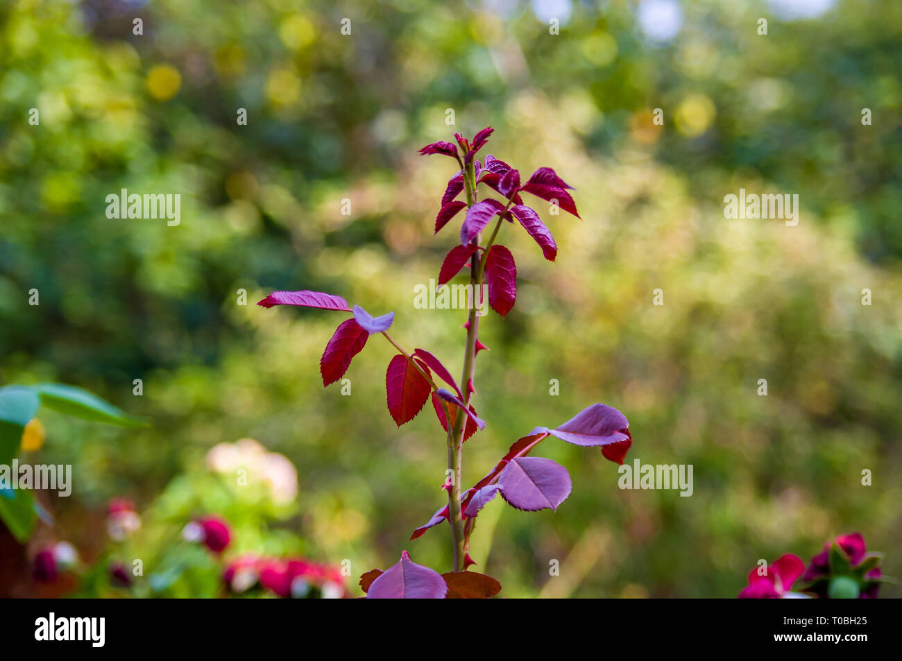 Foglie rosse Rose su sfondo verde. La natura. Foto Stock