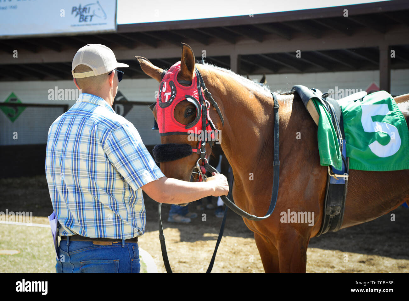 Il cavallo da corsa di purosangue con i blinders rossi è gestito da un allenatore in paddock prima di una gara al circuito di Rilllto Park a Tucson, Arizona, USA Foto Stock