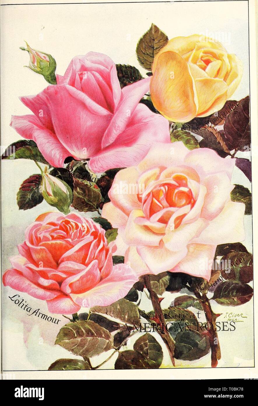 Dreer's garden prenota 1922 (1922) Dreer's garden prenota 1922 dreersgardenbook1922henr Anno: 1922 Foto Stock