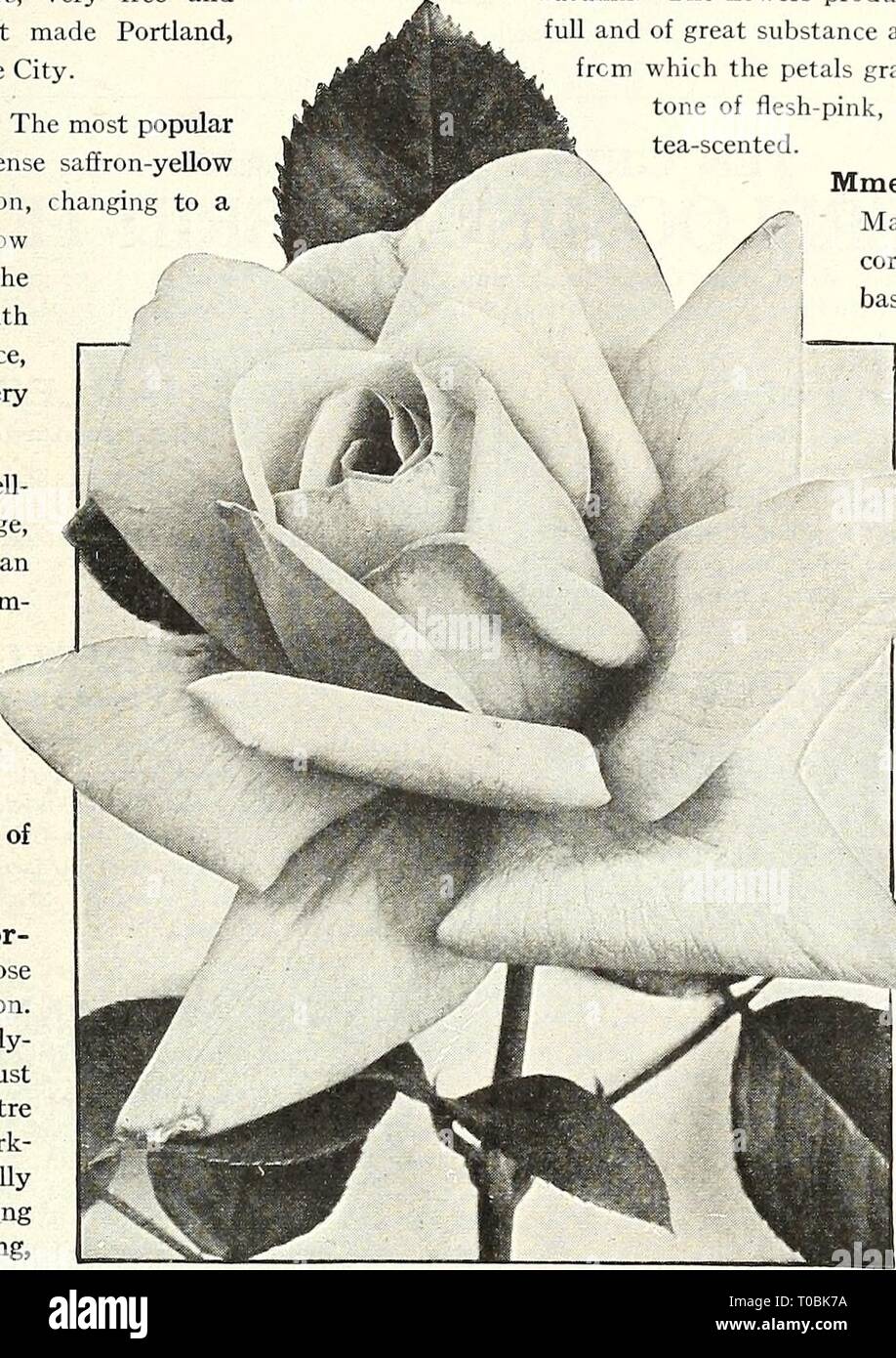 Dreer's garden prenota 1924 (1924) Dreer's garden prenota 1924 dreersgardenbook1924henr Anno: 1924 /flEHRyA-BREER,^ W- ™ selezionare'^-.OSES &gt;HlLaffilMllk 127 'DREER DOZZINA' HARDY EVERBLOOMING HYBRID-Tea Rose per molti anni è stato consueto per noi di offrire in questa voce soltanto i migliori e i più popolari e ben provato varietà di rose Hybrid-Tea, con la maggior parte delle quali ogni amante delle Rose è familiare. Consigliamo questa raccolta per la piantagione di carattere generale per il dilettante che desidera un numero limitato di varietà e chi è desideroso di una fornitura supplementare di scelta ai fiori di taglio attraverso Foto Stock