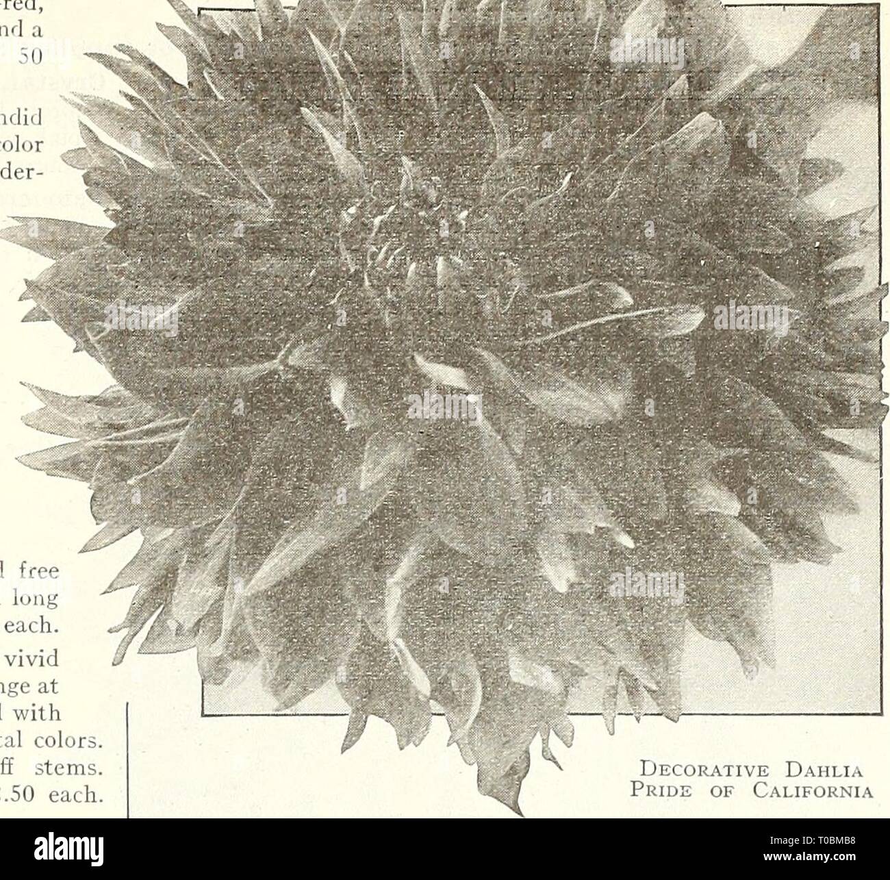 Dreer's garden prenota 1924 (1924) Dreer's garden prenota 1924 dreersgardenbook1924henr Anno: 1924 (flEWyA-BREER; .QARDENflmQREENHOUSEPIMTA ho 149 selezionare DALIE DECORATIVE (continua) orgoglio della California. Un brillante, incandescente il cardinale-rosso, o{ dimensioni molto grandi tenutasi il extra buona steli, molto libere e un meraviglioso keeper come un fiore reciso, la migliore del suo colore. 50 cts. ciascuna. La principessa Pat. Fiori di immense dimensioni e della splendida forma decorativa, arrivando sempre con un pieno centro, in un colore più gradevoli tonalità di rosa antico, che illumina la meraviglia- completamente sotto la luce artificiale. Esso è libero-la fioritura e la fl Foto Stock
