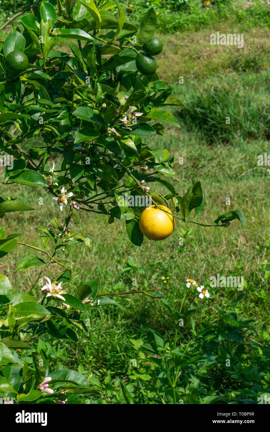 Un boschetto di pompelmo nel sud della Florida. Ci sono alcuni fiori, immaturi frutto verde e di frutta gialla matura sugli alberi. Foto Stock