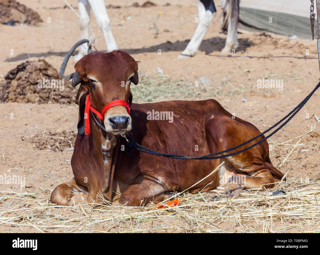Indian animale sacro mucca Foto Stock