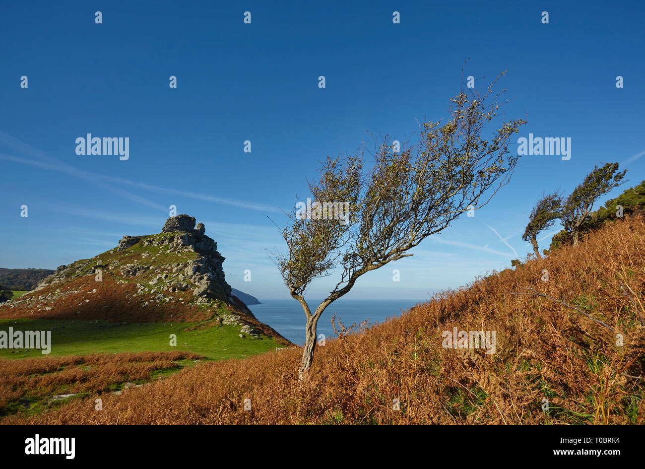 Un vento-nodose Albero di biancospino sulla costa, nella valle di rocce, vicino a Lynton, nel Parco Nazionale di Exmoor, Devon, Gran Bretagna. Foto Stock