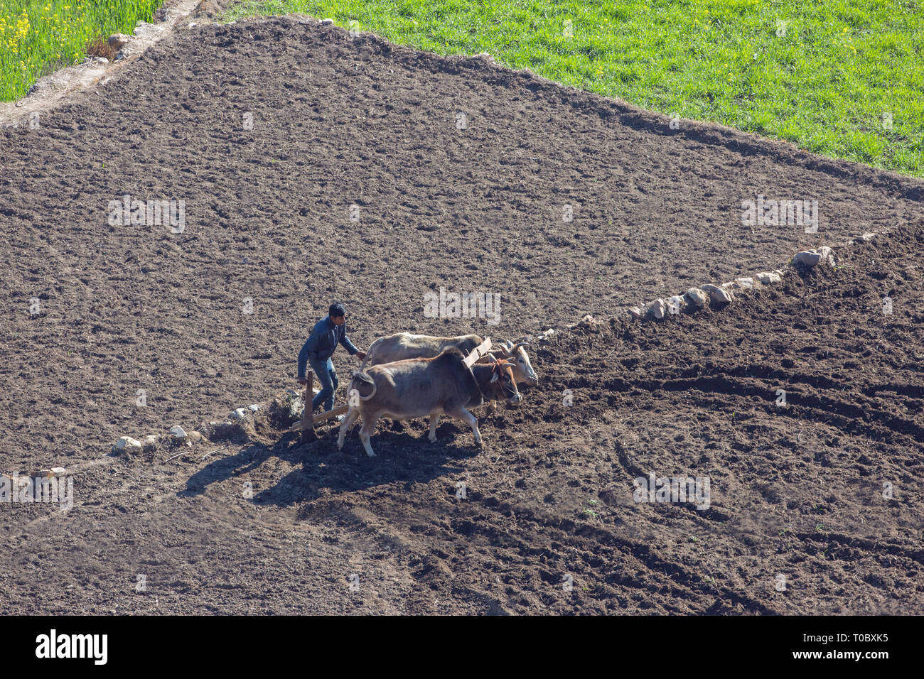 Il contadino, utilizzando zebù buoi per plow​ e preparare un campo di risone per resowing un nuovo raccolto di riso. India del nord. Gennaio e Febbraio. Foto Stock