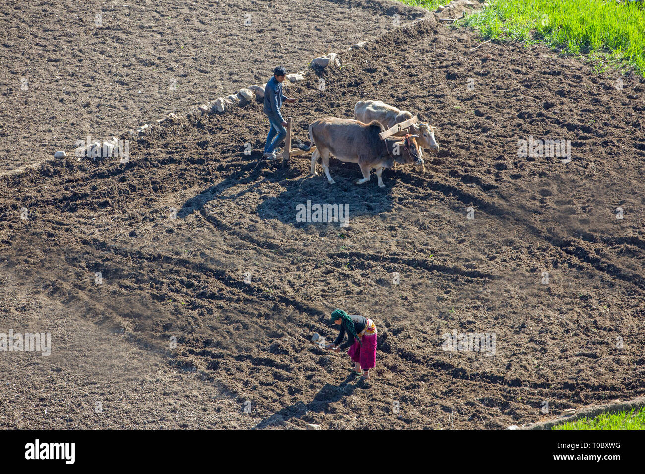 Il contadino e la moglie, utilizzando zebù buoi per aratro e preparare un campo di risone per resowing un nuovo raccolto di riso. India del nord. Gennaio e Febbraio. Foto Stock