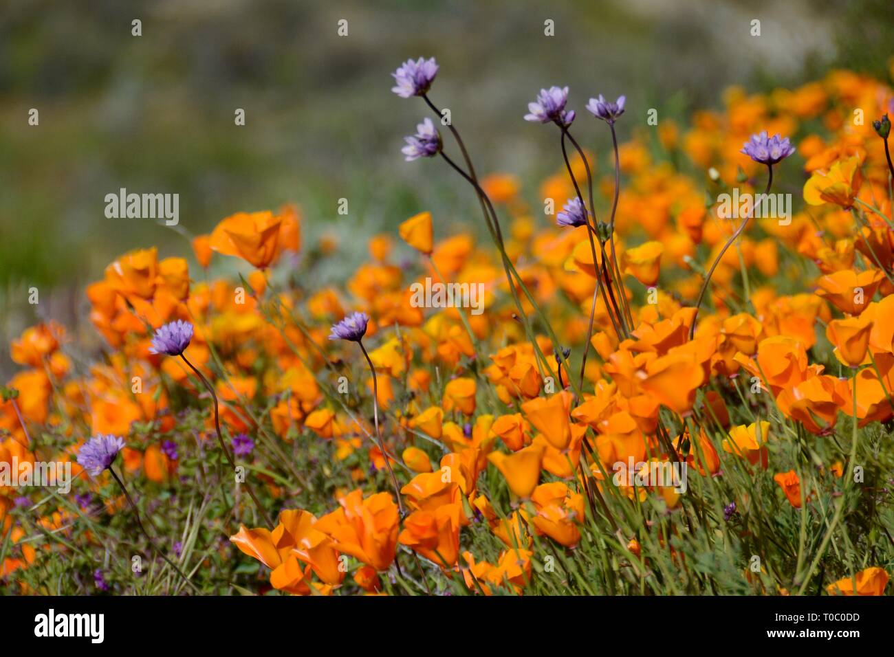 Primo piano della Golden papaveri e viola fiori selvatici. Super Bloom 2019. Adottate il 9 marzo a Walker Canyon di papavero, che oggi sono chiuse per la visualizzazione. Foto Stock
