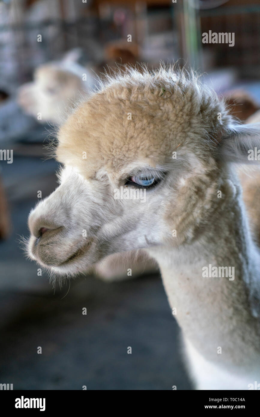 Giovani Alpaca all'interno del fienile con altri ragazzi. Egli è bella bianco con gli occhi blu. Egli ha piuttosto la personalità essendo molto verbali. Foto Stock