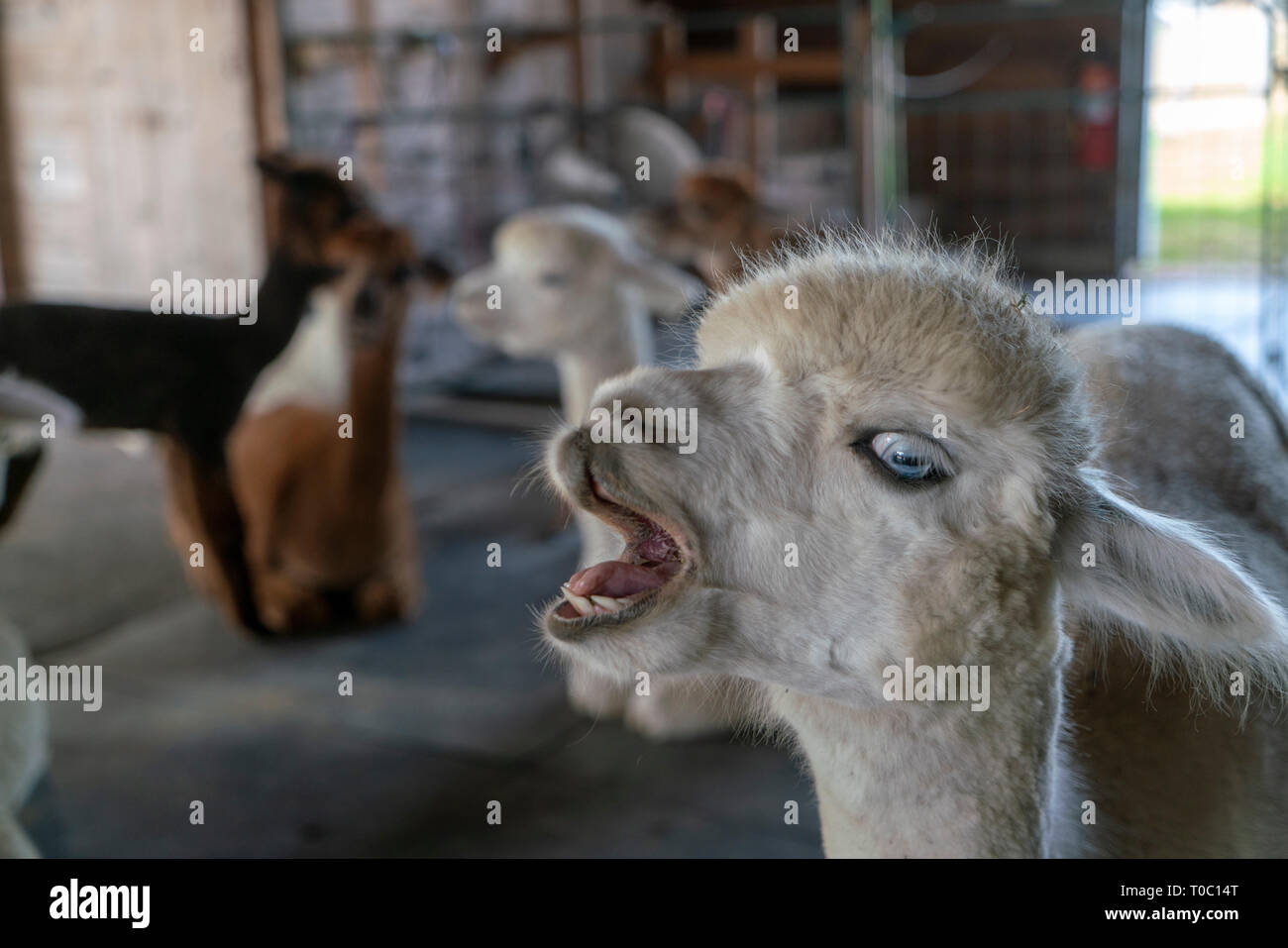 Giovani Alpaca all'interno del fienile con altri ragazzi. Egli è bella bianco con gli occhi blu. Egli ha piuttosto la personalità essendo molto verbali. Foto Stock