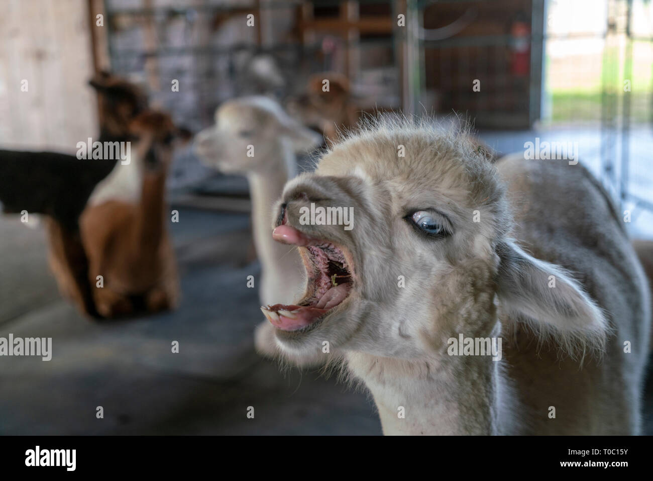Giovani Alpaca all'interno del fienile con altri ragazzi. Egli è bella bianco con gli occhi blu. Egli ha piuttosto la personalità essendo molto verbali. Foto Stock