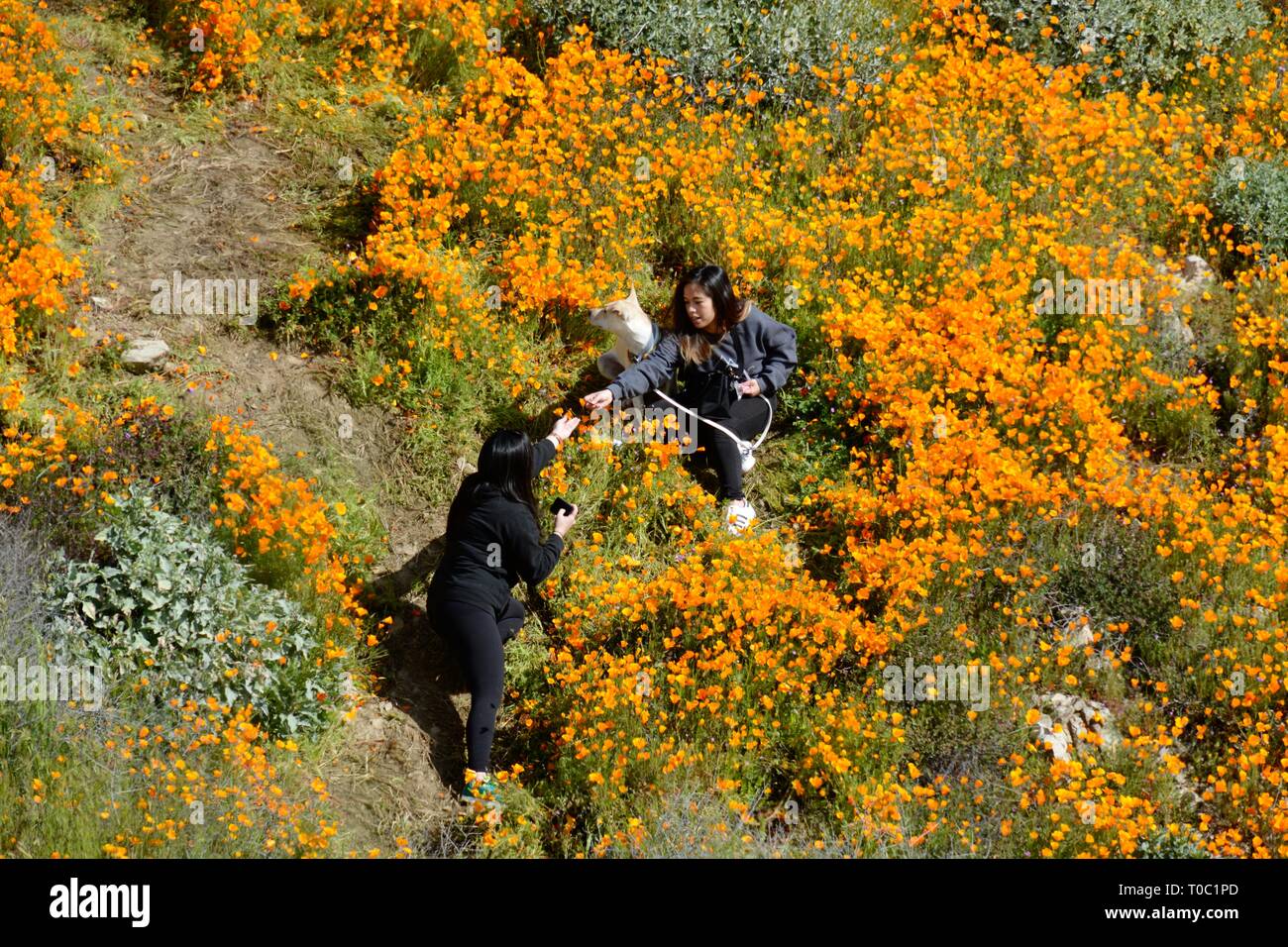 Il lago di Elsinore, CA / STATI UNITI D'America - 9 Marzo 2019: due donne e un cane calpestare fragile papavero dorato mentre per scattare delle foto al ora chiuso-Walker Canyon. Foto Stock