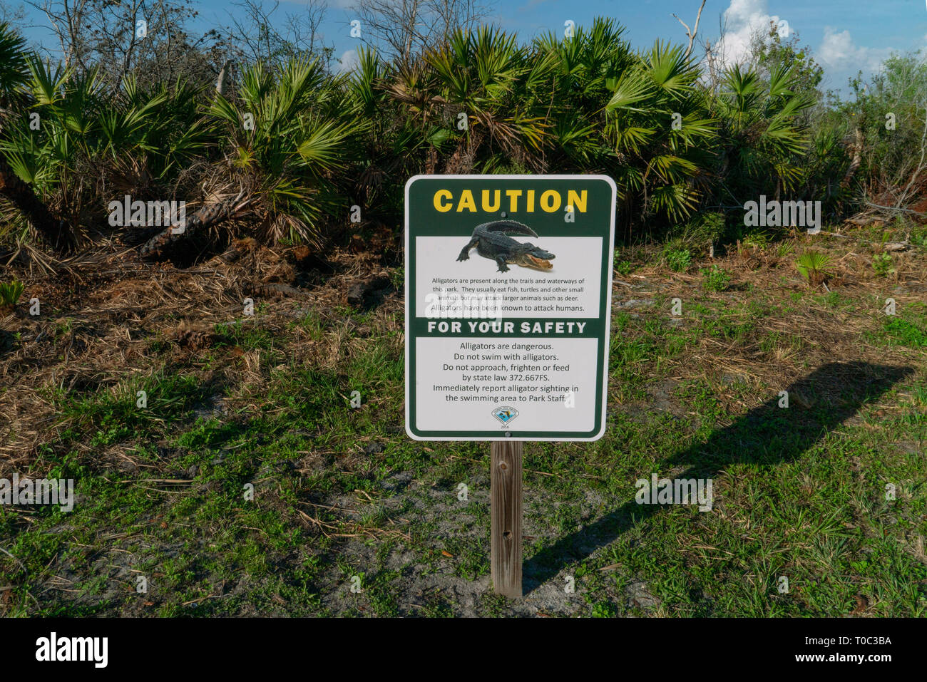 Attenzione di alligatori in Florida State Park Foto Stock
