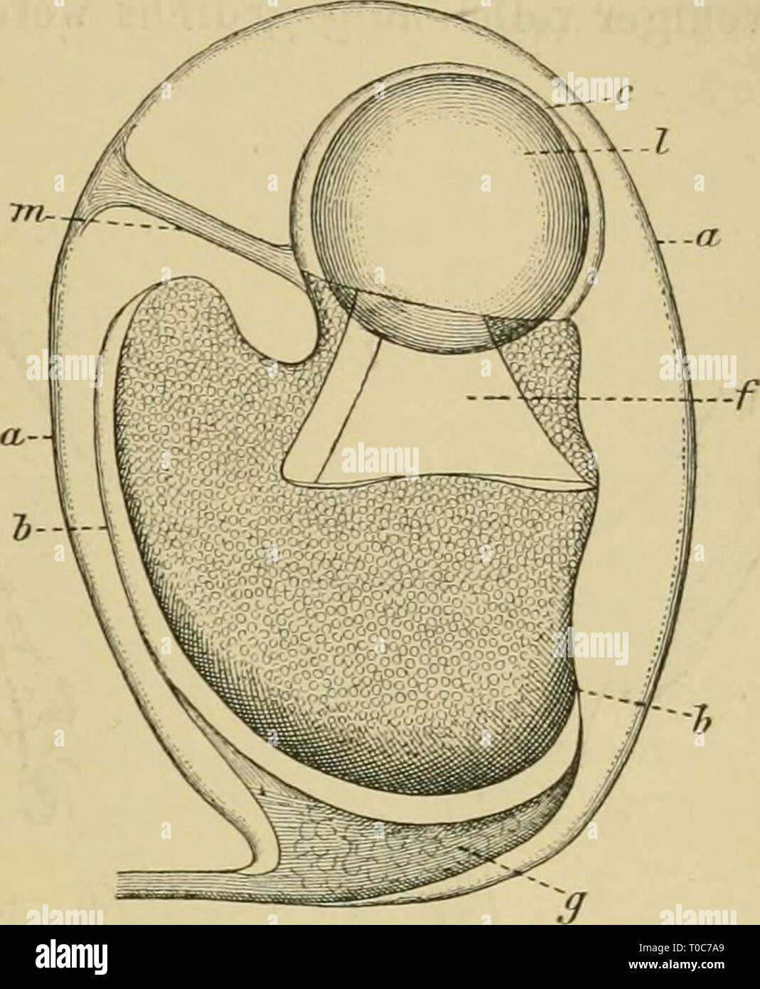 Dr HG Bronn's Klassen und Dr. H.G. Bronn's Klassen und Ordnungen des Thier-Reichs : wissenschaftlich dargestellt in Wort und Bild drhgbronnsklasse0302bron Anno: 1896 Heteropodenauge. 343 Fig. 81. der mit der LeibeshÃ¶hle communicirt. Befestigt wird es durch den Nerven und durch Muskeln. Blasen Beide stehen bei Atlanta così nahe bei ein- ander, dass sie nur einen schmalen Raum zwischen sich lassen. Fast Ã¼ber der Mitte des Auges sitzt bei der- selben Schnecke nach Gegenbaur im Ã¤usseren Epithel ein warzenfÃ¶rmiger HÃ¼gel, welcher aus durchweg hellen, das Licht stark brechenden Zellen besteht, Foto Stock