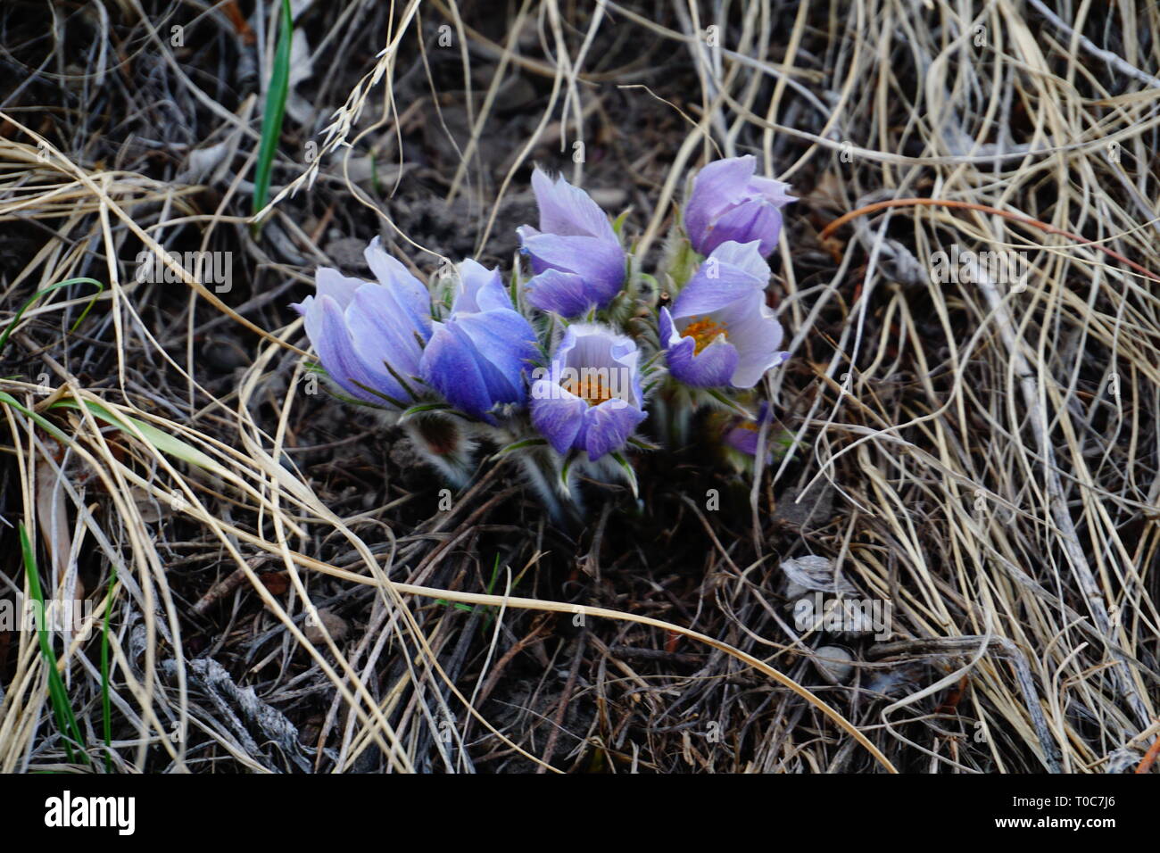 Croco della sorgente Foto Stock