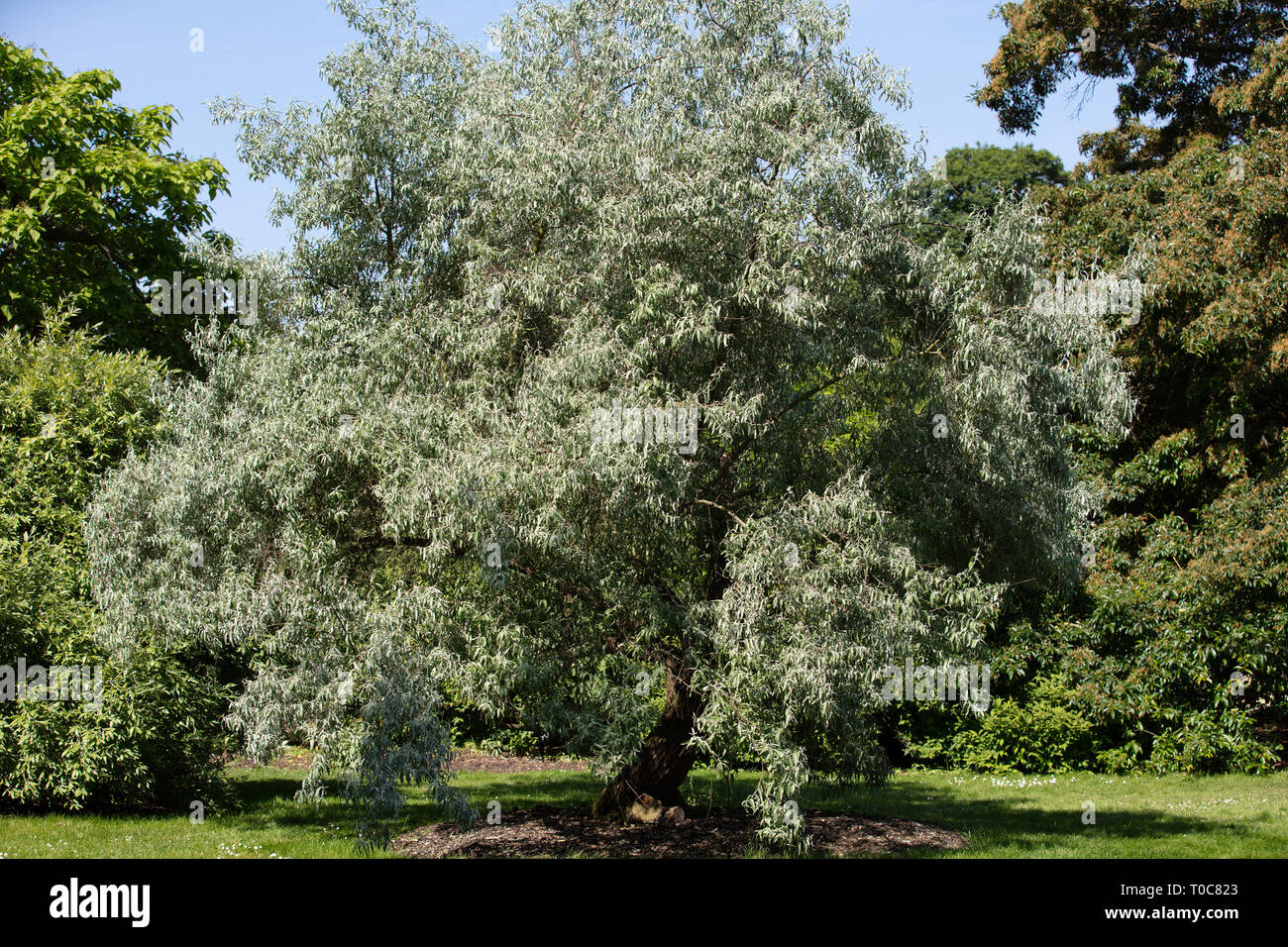 Elaeagnus Quicksilver o Caspico è un arbusto alto a rapida crescita con piccole foglie argentate che possono essere coltivate in un piccolo albero. Foto Stock