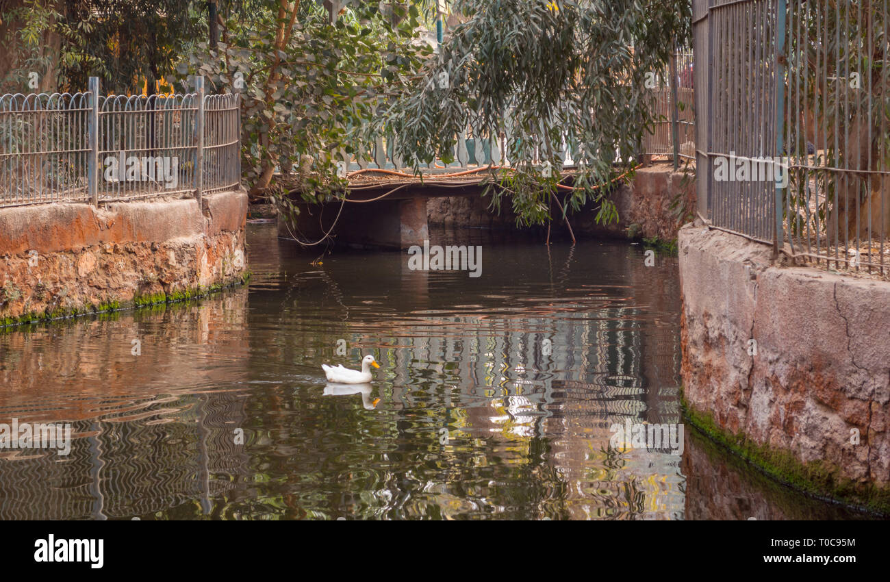Un po' di anatra il nuoto nel lago Foto Stock