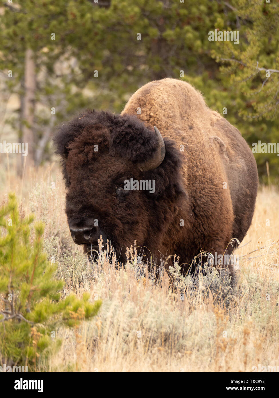 Un single American bull bison in piedi di alte erbe secche di fronte alla macchina fotografica nel Parco Nazionale di Yellowstone in autunno con alberi sempreverdi in foregr Foto Stock Un single American bull bison in piedi di alte erbe secche di fronte alla macchina fotografica nel Parco Nazionale di Yellowstone in autunno con alberi sempreverdi in foregr Foto Stock