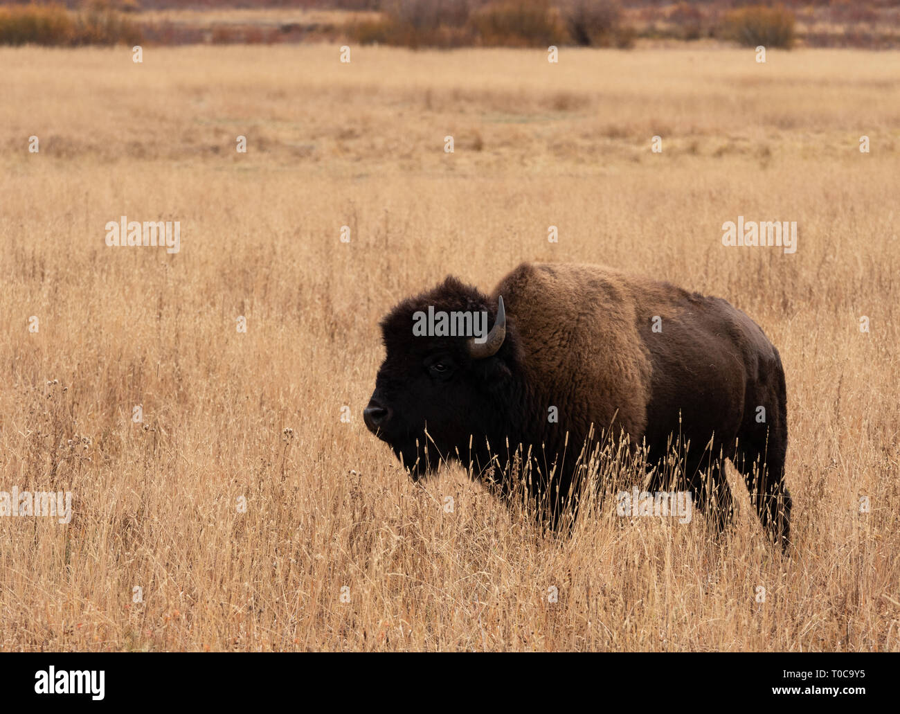 Un single American bull bison in piedi in alto erba essiccata nel Parco Nazionale di Yellowstone in autunno. Foto Stock Un single American bull bison in piedi in alto erba essiccata nel Parco Nazionale di Yellowstone in autunno. Foto Stock