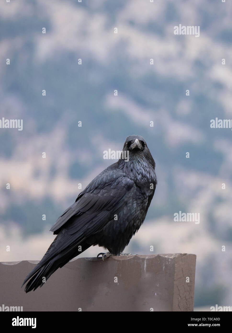 Una cornacchia seduti su un cartello in legno guardando la telecamera. Profondità di campo. Foto Stock