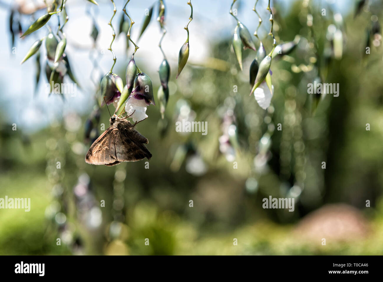 La tignola appollaiate su un fiore capovolto Foto Stock La tignola appollaiate su un fiore capovolto Foto Stock