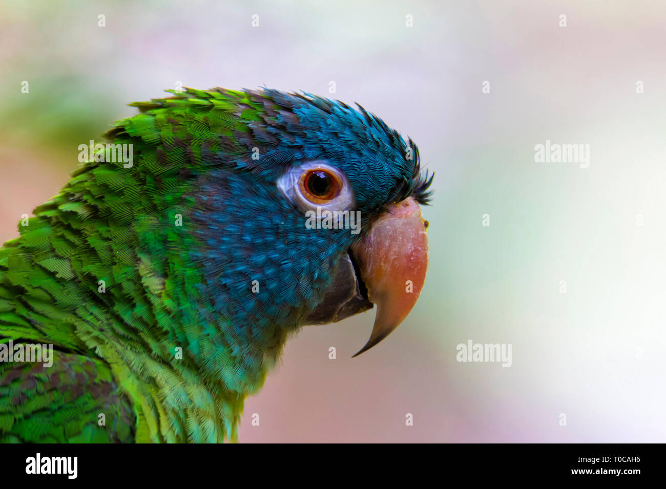 Blue incoronato parrocchetto, Thectocercus acuticaudatus, Jurong Bird Sanctuary, Singapore Foto Stock