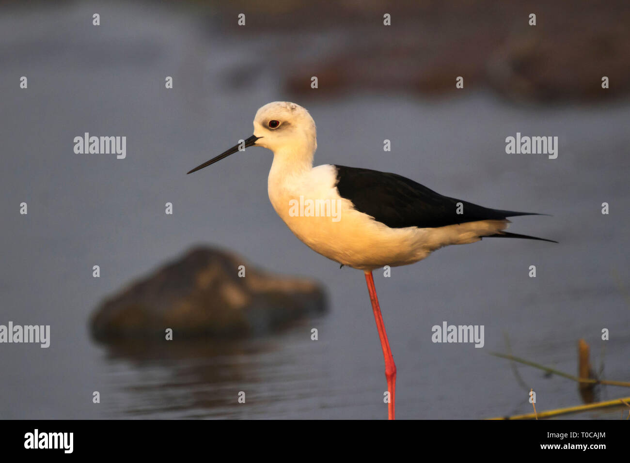 Nero stilt alato, Himantopus himantopus, India. Foto Stock